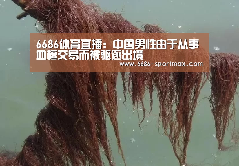 6686体育直播:中国男性由于从事血檀交易而被驱逐出境(图2) 6686体育直播